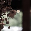 dry flowers