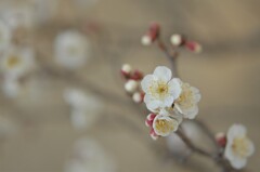 如月の京友禅