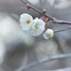 そっと一枚ひらく
