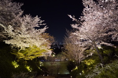東山の夜桜