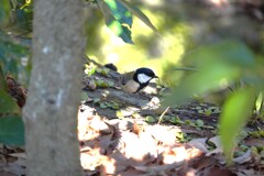 木の実と四十雀