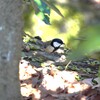 木漏れ陽と四十雀