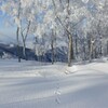 野生動物の足跡