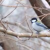 シジュウカラ