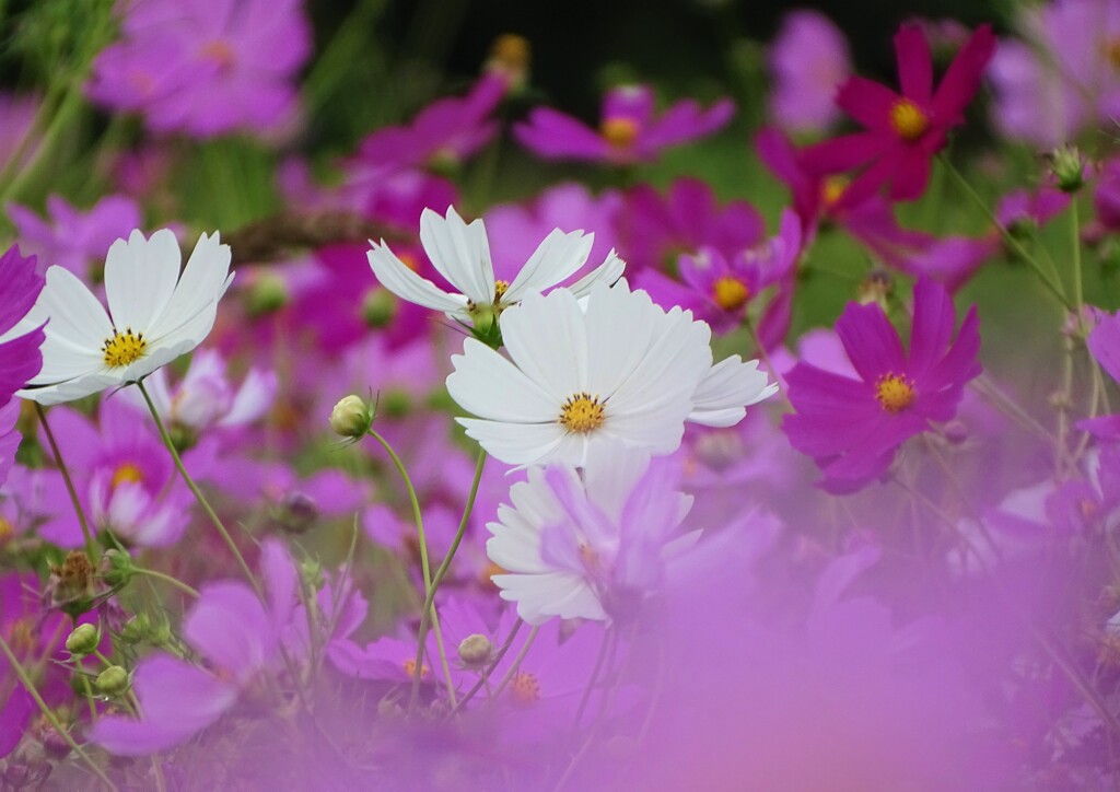 里山の秋桜