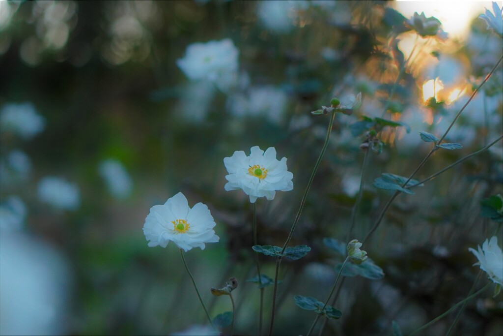 夕暮れの秋明菊