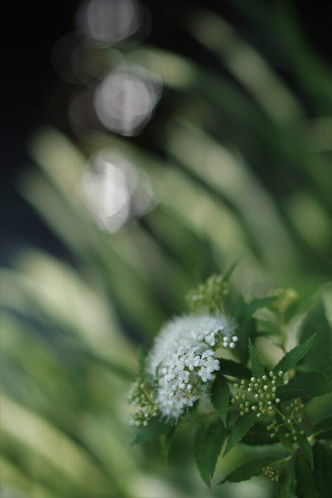 六月花嫁の簪