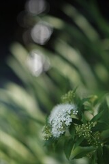 六月花嫁の簪