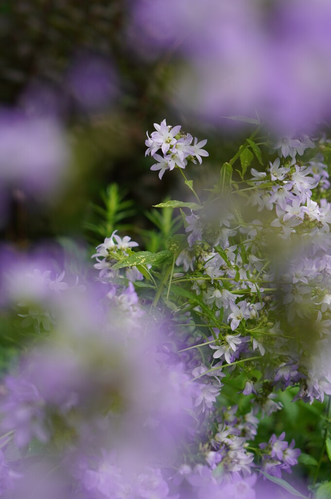 flower garden