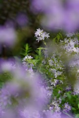 flower garden