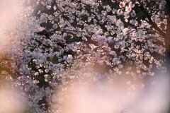 桜の語源