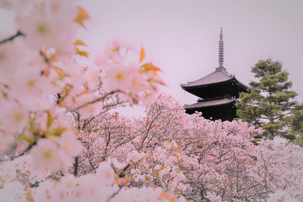 仁和寺の五重塔