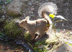 陽射しとリス