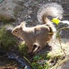 陽射しとリス