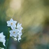 すがしい山麓の白
