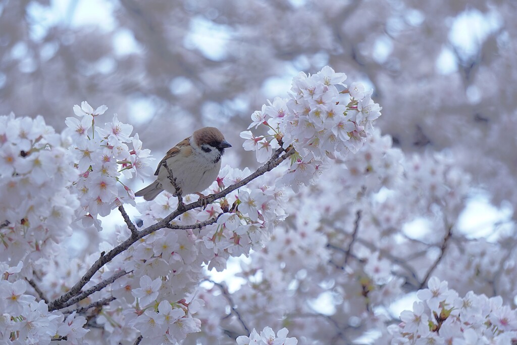 麗らか