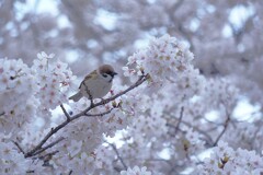 麗らか