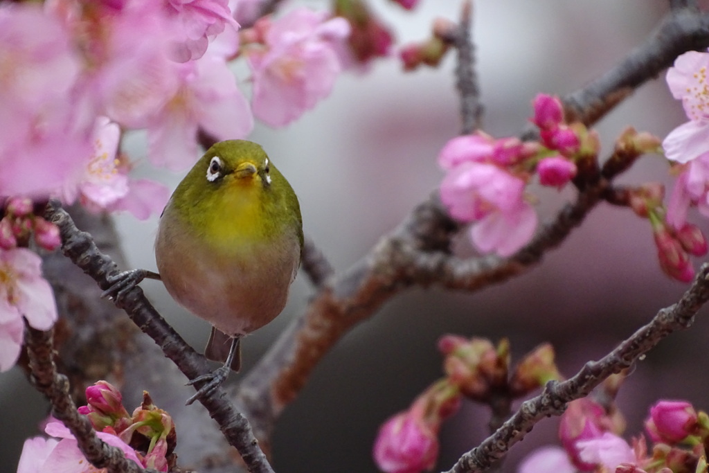 目線ありがとう