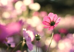 陽に向かい揺れる秋桜