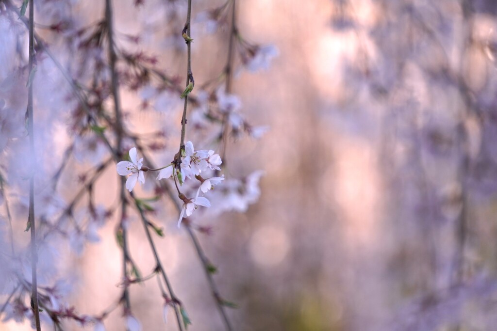 夕霧桜 ～京都 本満寺～