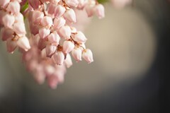 鈴なり満開