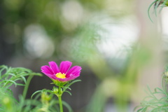 秋桜