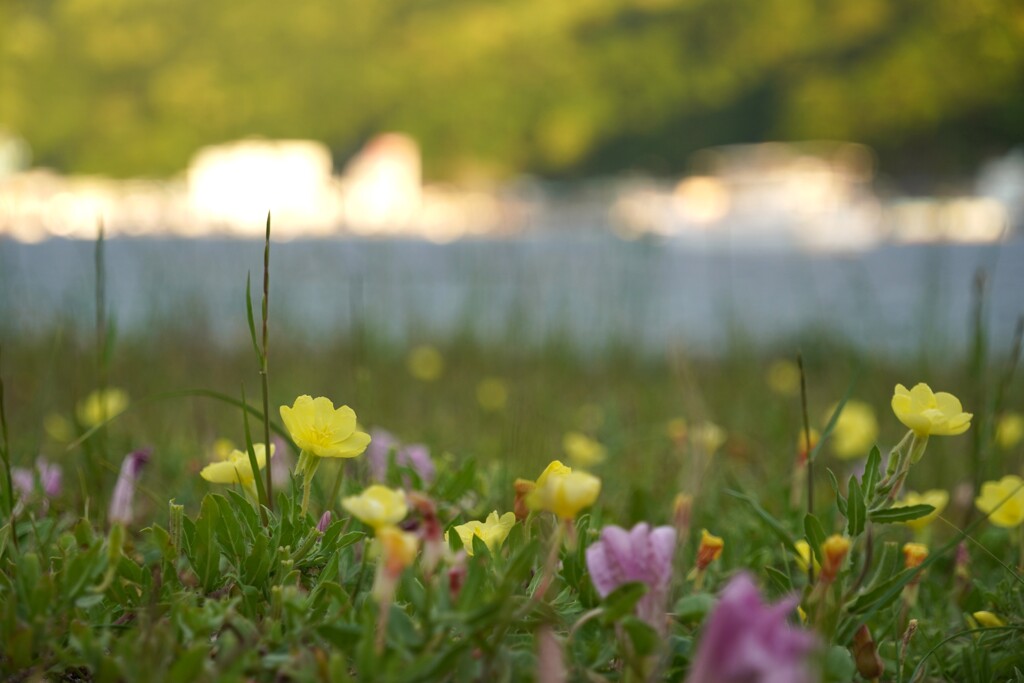 浜辺の原生花園