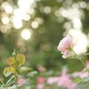 夕光の優しさ