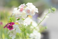 bright flowers