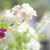 bright flowers