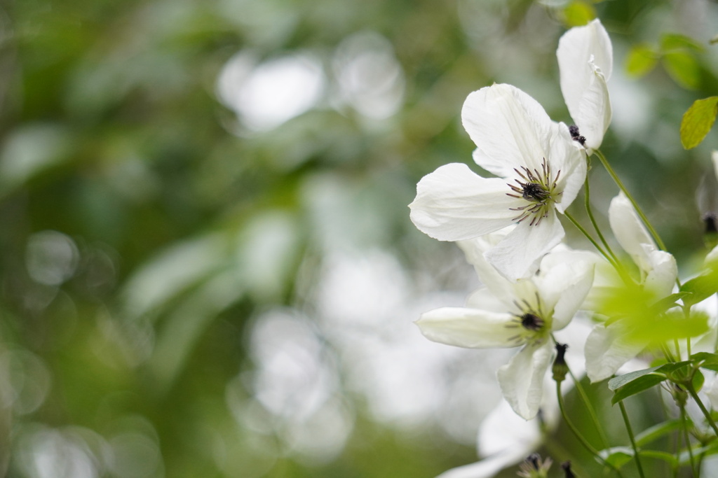 white clematis