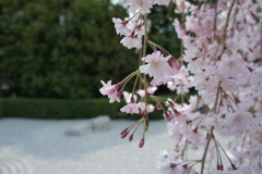 石庭と枝垂れ桜