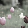tulip
