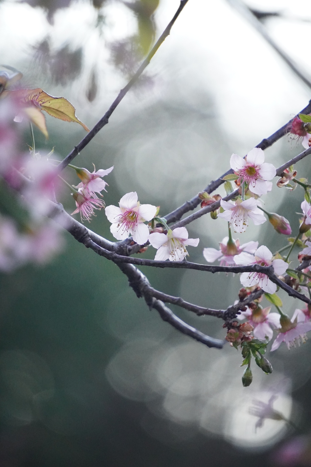 冬に咲くヒマラヤ桜