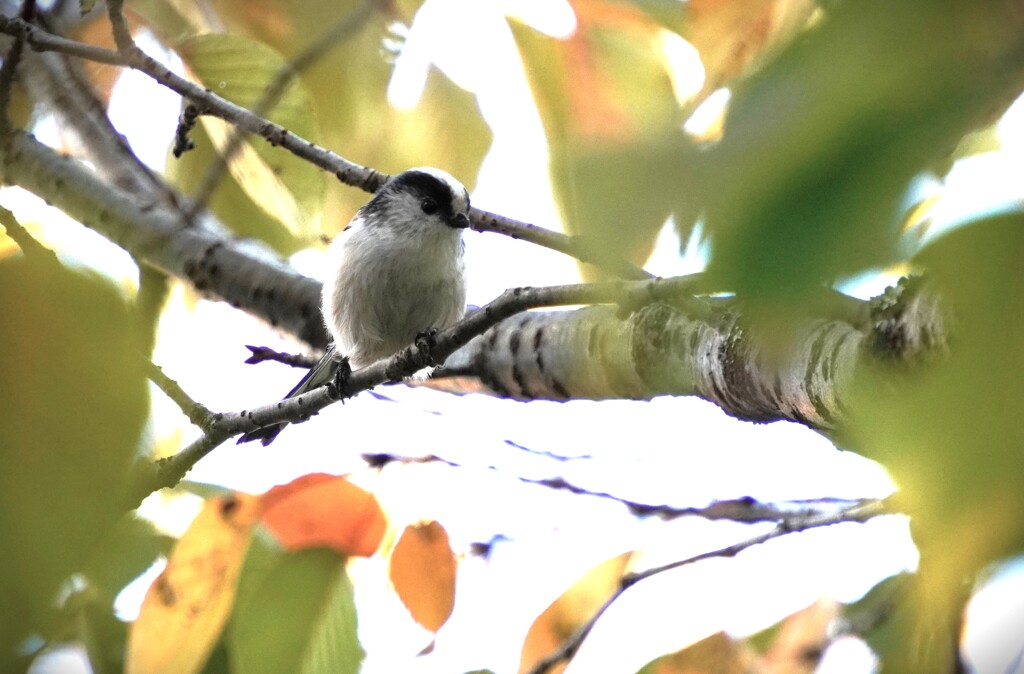 秋のふわふわ妖精
