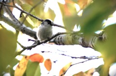 秋のふわふわ妖精