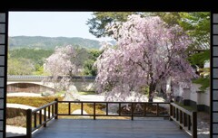 洛北の山並みと桜