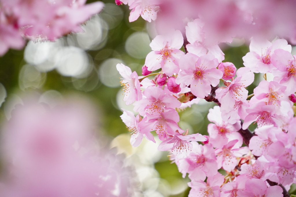 河津桜が満開