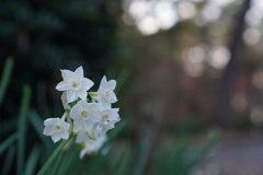 paper white