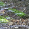 これから梅花藻も咲く川