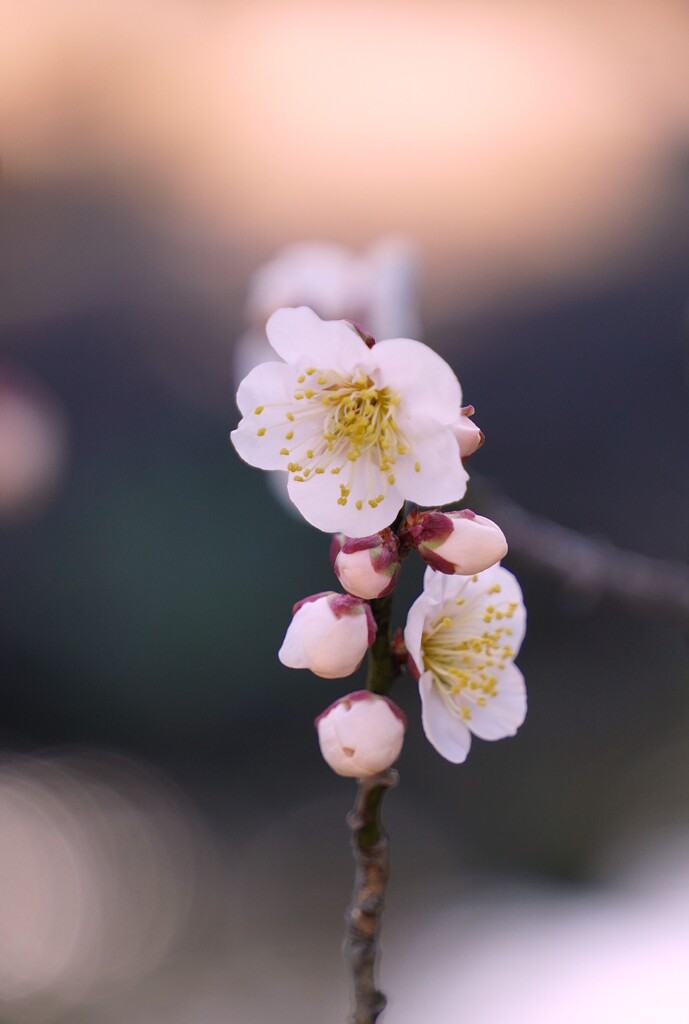 すっくと咲く