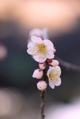 すっくと咲く