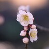 すっくと咲く