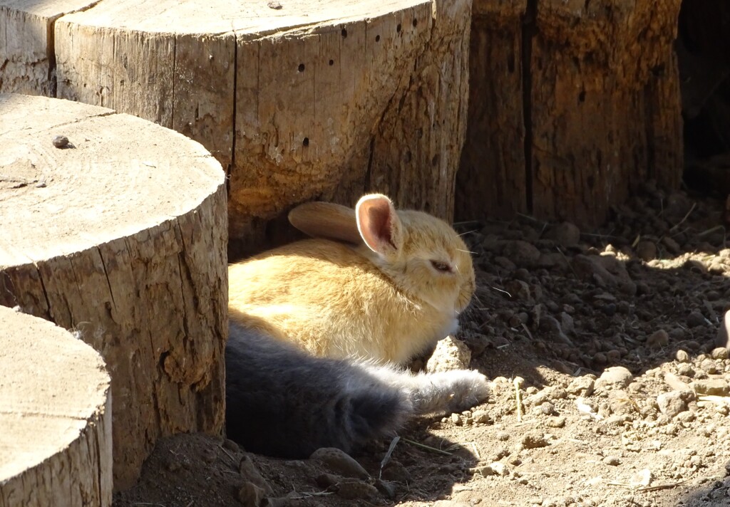 富良野のうさぎ