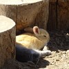 富良野のうさぎ