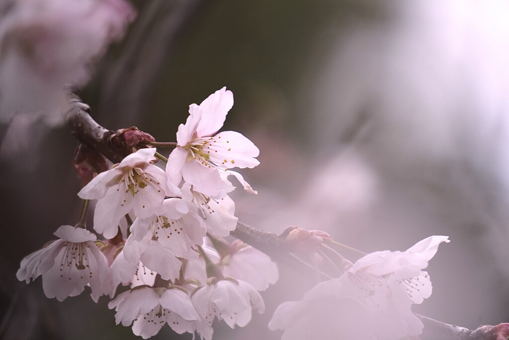 春風