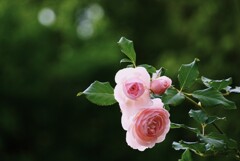 咲きたて