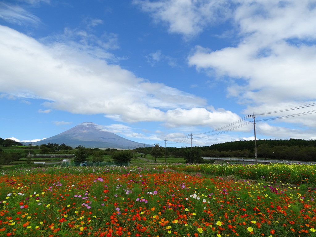 富士山と秋桜畑
