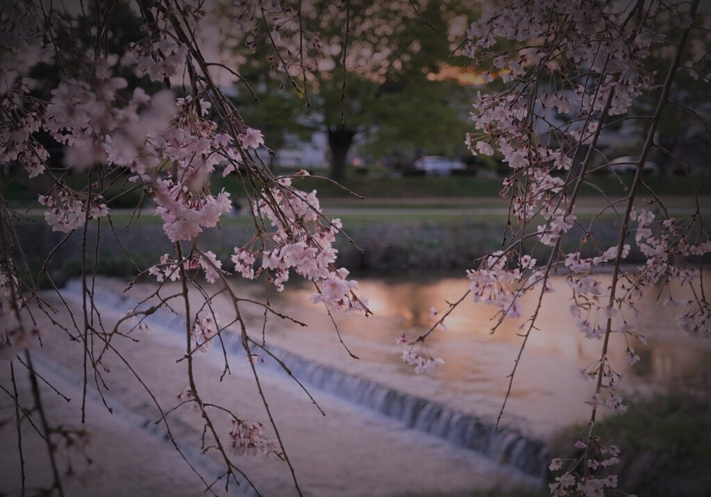 夕暮れの賀茂川