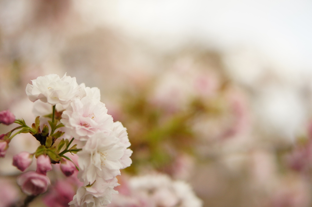 bouquet